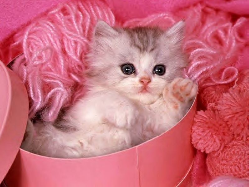 le chat mimi